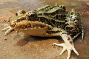 Свисток - жаба, яка штримки Свисток - жаба, яка штримки